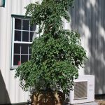 STYRAX JAPONICA FRAGRANT FOUNTAIN Weeping Japanese Snowbell
